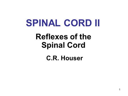 1 SPINAL CORD II Reflexes of the Spinal Cord C.R. Houser.