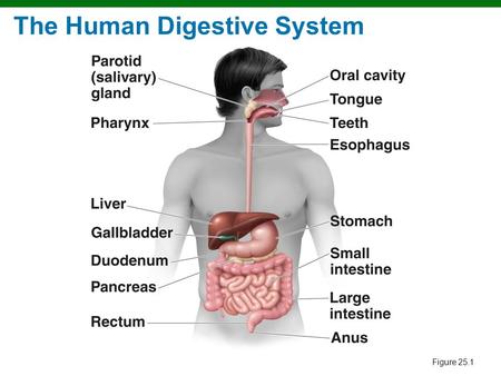 The Human Digestive System