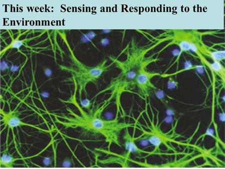 This week: Sensing and Responding to the Environment.