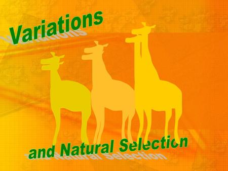 Variations There can be many different variations For a trait. Variations of a trait can increase or decrease an organisms chance of survival in an environment.