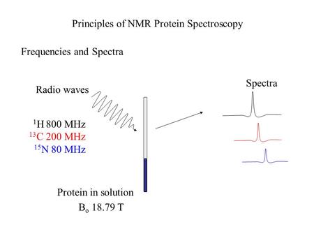 Protein in solution Radio waves 1 H 800 MHz 13 C 200 MHz 15 N 80 MHz Spectra Principles of NMR Protein Spectroscopy B o 18.79 T Frequencies and Spectra.