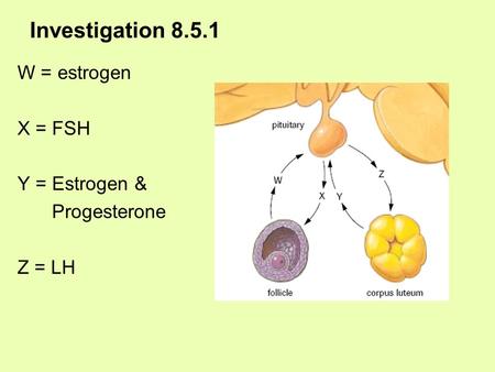 Investigation 8.5.1 W = estrogen X = FSH Y = Estrogen & Progesterone Z = LH.