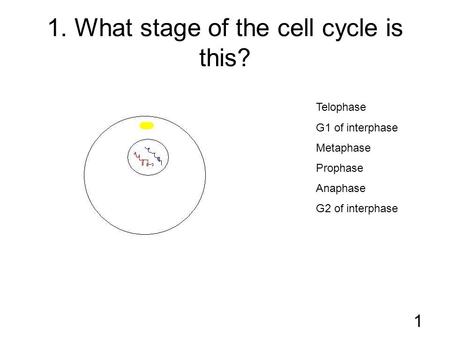 1. What stage of the cell cycle is this?