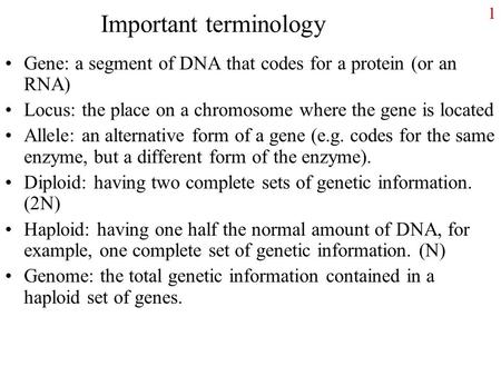 1 Important terminology Gene: a segment of DNA that codes for a protein (or an RNA) Locus: the place on a chromosome where the gene is located Allele: