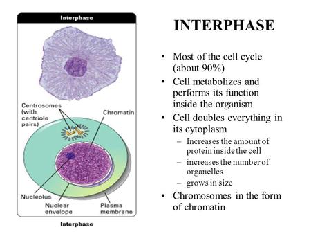 INTERPHASE Most of the cell cycle (about 90%) Cell metabolizes and performs its function inside the organism Cell doubles everything in its cytoplasm –Increases.