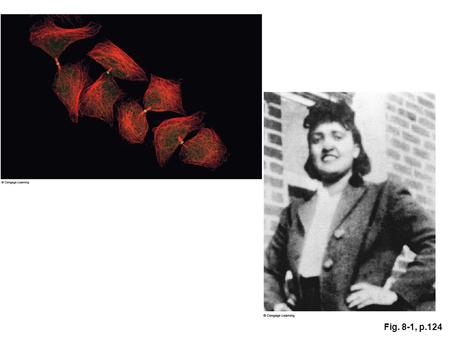 Fig. 8-1, p.124. one chromosome (unduplicated) one chromosome (duplicated) one chromatid its sister chromatids Fig. 8-3, p.126.