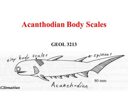 Acanthodian Body Scales