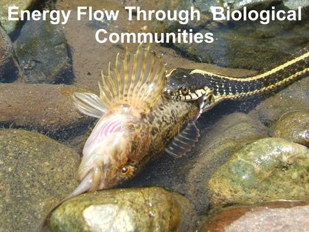 Energy Flow Through Biological Communities