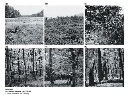 Community Ecology I. Introduction II. Multispecies Interactions with a Trophic Level III. Multispecies Interactions across Trophic Levels IV. Succession.