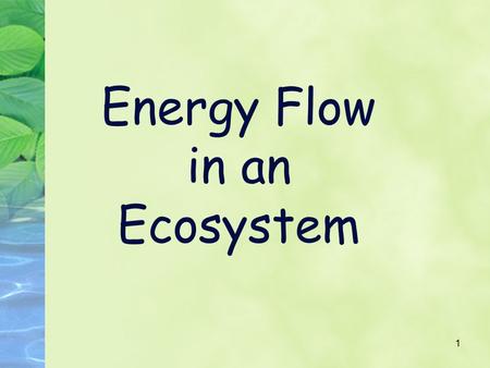 Energy Flow in an Ecosystem