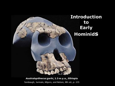 Australopithecus garhi, 2.5 m.y.a., Ethiopia Turnbaugh, Jurmain, Kilgore, and Nelson, 8th ed., p. 235 Introduction to Early Hominid s.