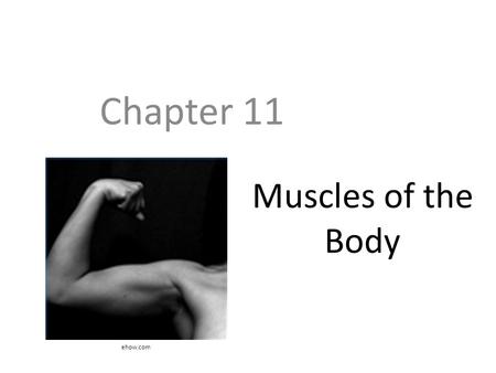 Muscles of the Body Chapter 11 ehow.com. Objectives Know the five main shapes of muscle Understand how muscles fit into functional groups and what those.