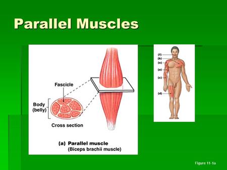 Parallel Muscles Figure 11–1a. Skeletal Motion  Skeletal muscles attach to skeleton, produce motion  Type of muscle attachment affects power, range,