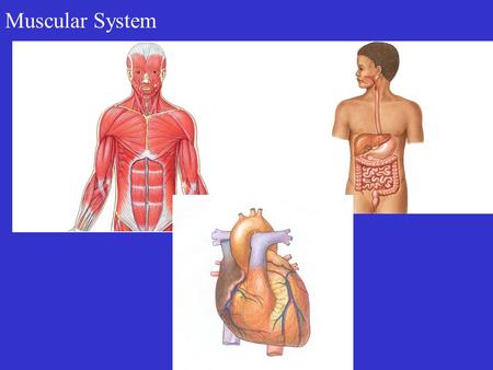 Muscular System. Functions of Muscle Tissue Produce Movement.