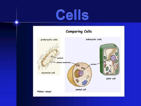 Cells. Video They Might Be Giants Since every living thing is made of cells, does that mean bigger organisms (like whales or elephants) have bigger cells?