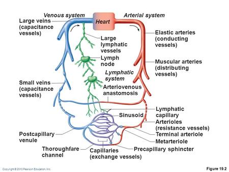 Precapillary sphincter