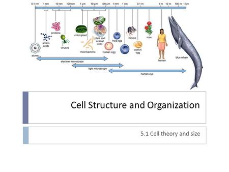 Cell Structure and Organization 5.1 Cell theory and size.