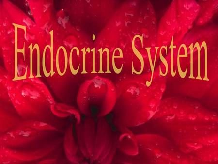 Endocrine system Components endocrine glands: thyroid gland,parathyroid endocrine glands: thyroid gland,parathyroid gland,adrenal gland,pituitary gland,adrenal.