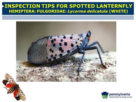 INSPECTION TIPS FOR SPOTTED LANTERNFLY HEMIPTERA: FULGORIDAE: Lycorma delicatula (WHITE)