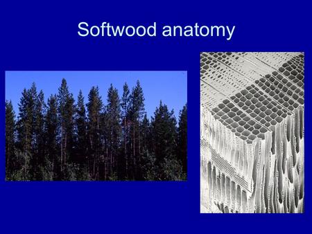 Softwood anatomy.