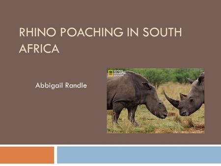 RHINO POACHING IN SOUTH AFRICA Abbigail Randle. Background  South Africa is home to more than 80% of Africa’s rhino populations.  Rhinos are poached.