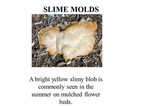 A bright yellow slimy blob is commonly seen in the summer on mulched flower beds. SLIME MOLDS.