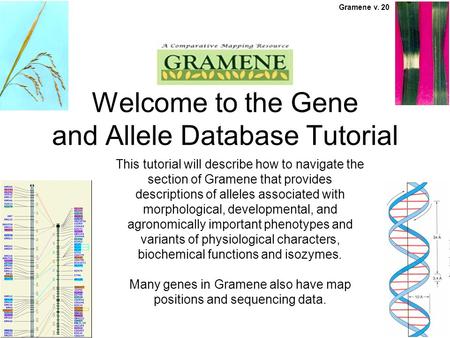 This tutorial will describe how to navigate the section of Gramene that provides descriptions of alleles associated with morphological, developmental,