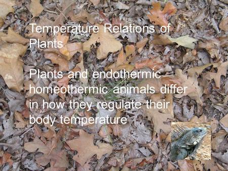 Temperature Relations of Plants Plants and endothermic homeothermic animals differ in how they regulate their body temperature.