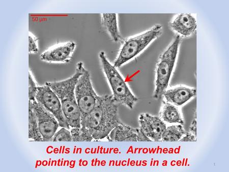 1 Cells in culture. Arrowhead pointing to the nucleus in a cell.