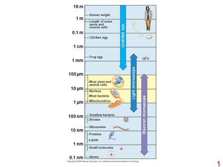 10 m 1 m 0.1 m 1 cm 1 mm 100 µm 10 µm 1 µm 100 nm 10 nm 1 nm 0.1 nm Atoms Small molecules Lipids Proteins Ribosomes Viruses Smallest bacteria Mitochondrion.