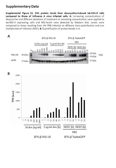 Supplemental Figure S1. NS1 protein levels from doxycycline-induced tet.NS1-H cells compared to those of Influenza A virus infected cells. A: Increasing.