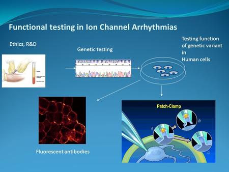 Functional testing in Ion Channel Arrhythmias