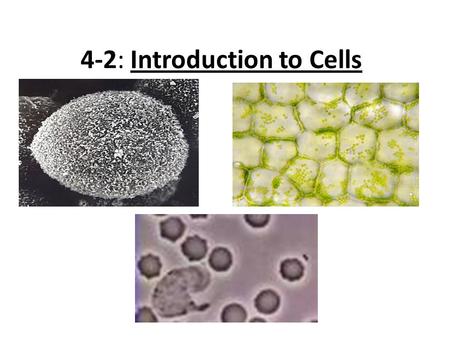 4-2: Introduction to Cells. Cell Diversity (cont.) Shape – The shape of the cell reflects the function of the cell (“form follows function”) Examples: