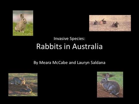 Invasive Species: Rabbits in Australia By Meara McCabe and Lauryn Saldana.