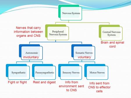 Nervous System Peripheral Nervous System AutonomicSympathaticParasympatheticSomatic NervesSensory NervesMotor Nerves Central Nervous System Nerves that.