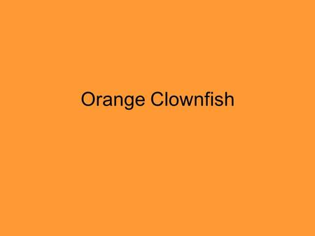 Orange Clownfish.