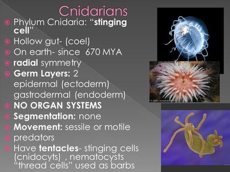  Phylum Cnidaria: “ stinging cell ”  Hollow gut- (coel)  On earth- since 670 MYA  radial symmetry  Germ Layers: 2 epidermal (ectoderm) gastrodermal.