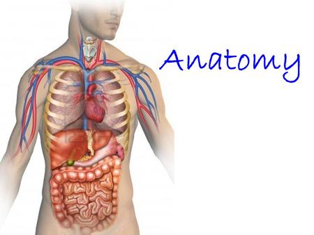 Anatomy. The study of animal form and function is integrated by the common set of problems that all animals must solve. These include how to extract.