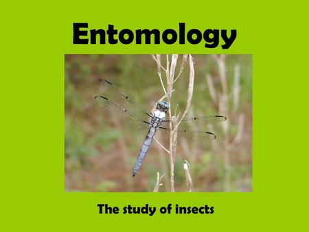 Entomology The study of insects.