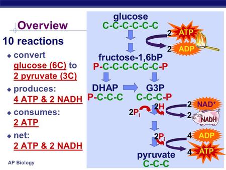 Overview 10 reactions glucose C-C-C-C-C-C fructose-1,6bP