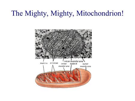 The Mighty, Mighty, Mitochondrion!. Singular = mitochondrion Plural = mitochondria.