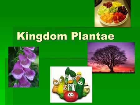 Kingdom Plantae. Parts of a Plant- What do you remember from kindergarten?  Seed  Roots  Stem  Leaves  Flower.