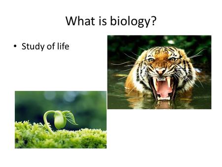 What is biology? Study of life. Characteristics of life 1.Made of one or more cells 2.Displays organization 3. Grows and develops 4. Reproduces 5. Responds.