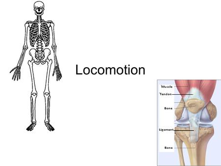 Locomotion.