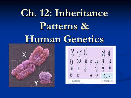 Ch. 12: Inheritance Patterns & Human Genetics. 18 things you pretty much already know about genetics  L6Y