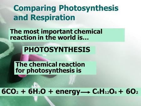 Comparing Photosynthesis and Respiration