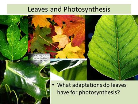 Leaves and Photosynthesis