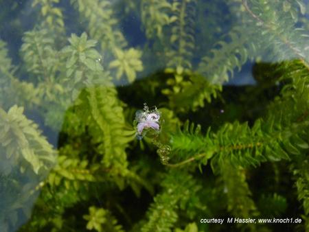 Water Weeds Elodea canadensis