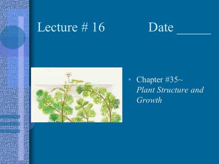 Lecture # 16 Date _____ Chapter #35~ Plant Structure and Growth.