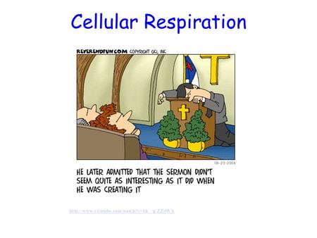 Cellular Respiration